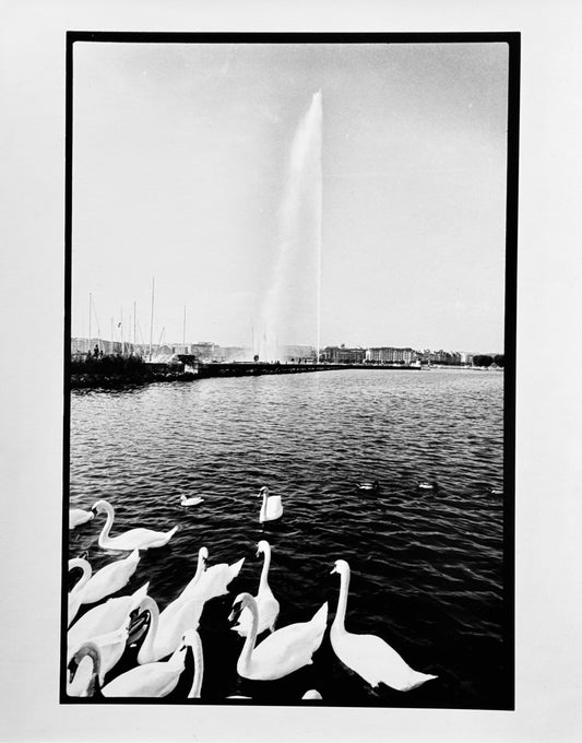 Genève - Suisse - Cygnes sur le lac léman - 2007 Œuvre originale de Michel Pinel